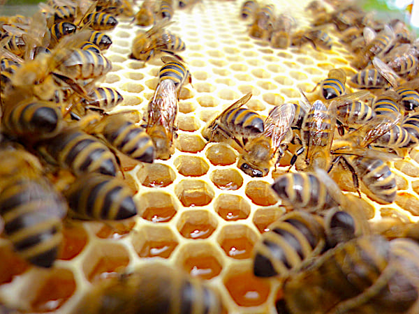 mit Bienen besetzte Bienenwachswabe