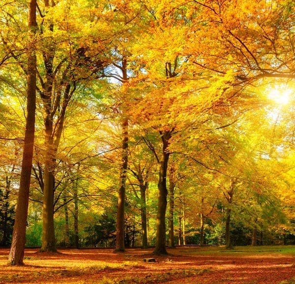 wunderschöner warmer farbiger Herbstwald im Naturschutzgebiet Rudolstadt