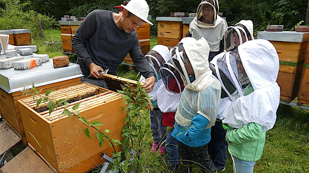 Imker Dr. Wöll zeigt einer Schulklasse ine Bienenvolk