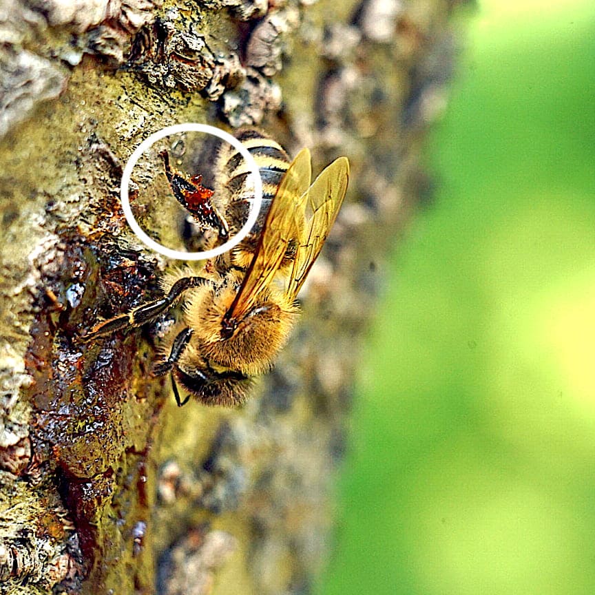Biene auf der Rinde eines Kirschbaums und sammelt Propolis