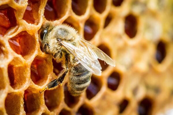 Makro einer Biene auf einer Bienenwaabe 